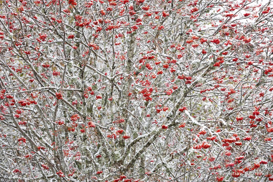 4218 - Arbousiers en neige