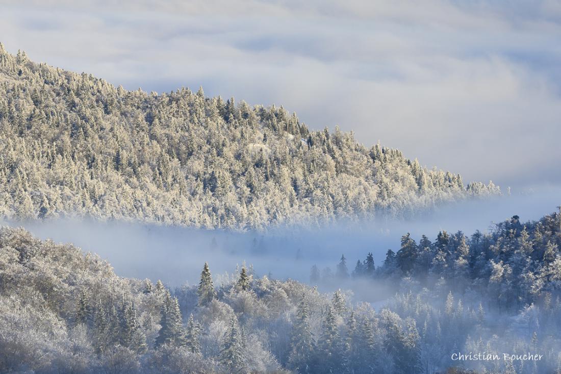 3032 - Forêt de Lente et son nuage de brouillard