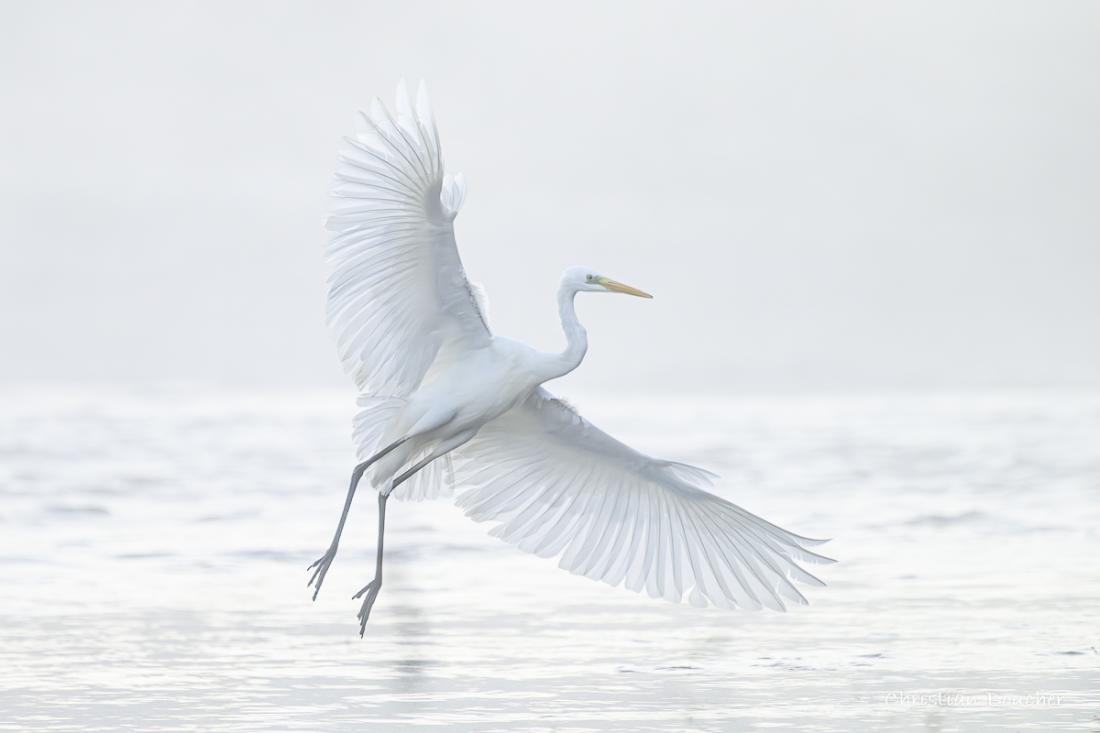 0365 - Grande Aigrette