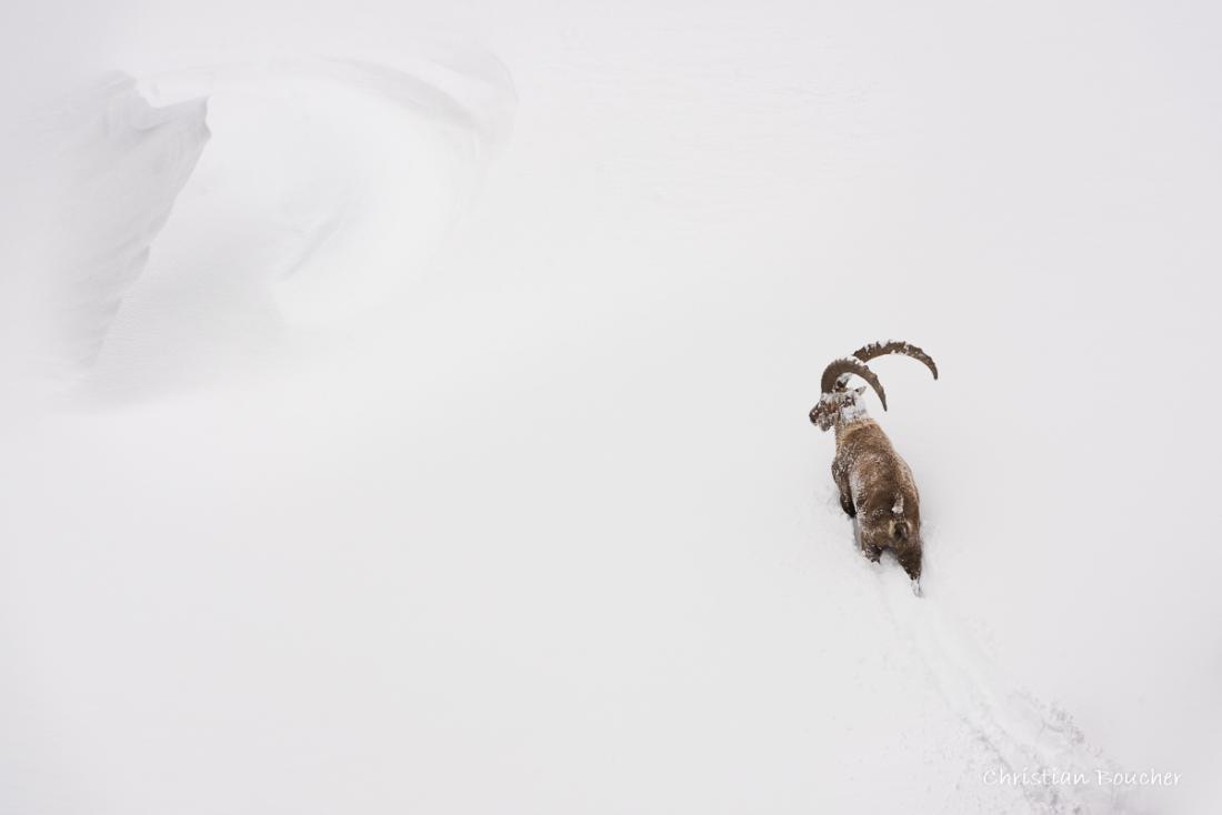 3054 - Bouquetin des Alpes 3054 - Bouquetin des Alpes