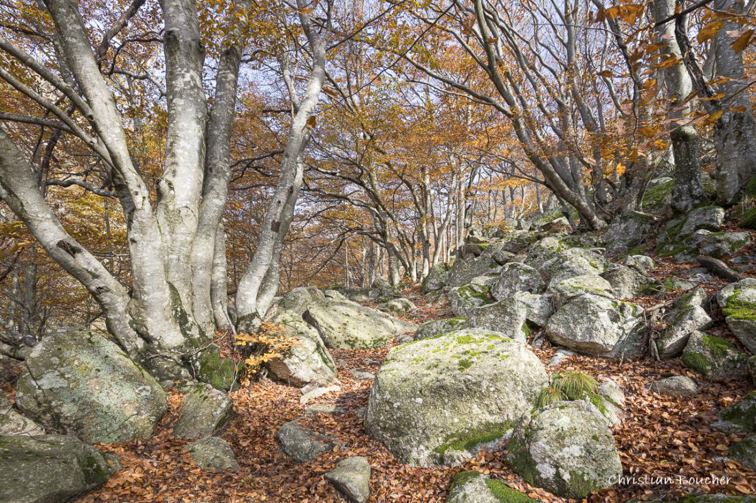 4320 - Pèriode de bûrle dans la forêt d'automne ... 4320 - Pèriode de bûrle dans la forêt d'automne ...