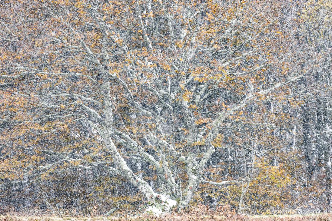 4316 - Fayard du Pendu sous la bûrle ... 4316 - Fayard du Pendu sous la bûrle ...