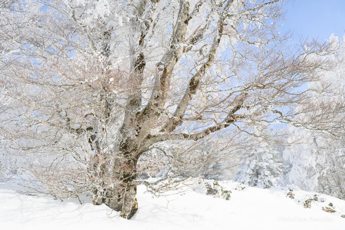 2858 - L'arbe après la chute de neige 2858 - L'arbe après la chute de neige