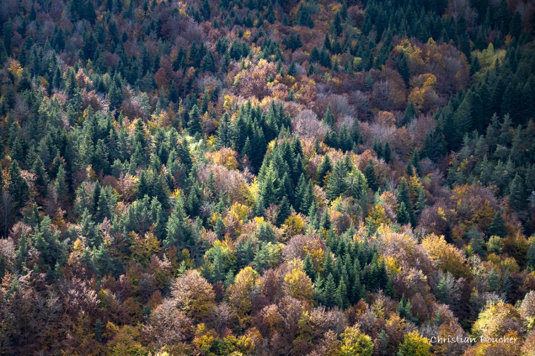 0020 - Forêt d'Ardèche en automne ... 0020 - Forêt d'Ardèche en automne ...