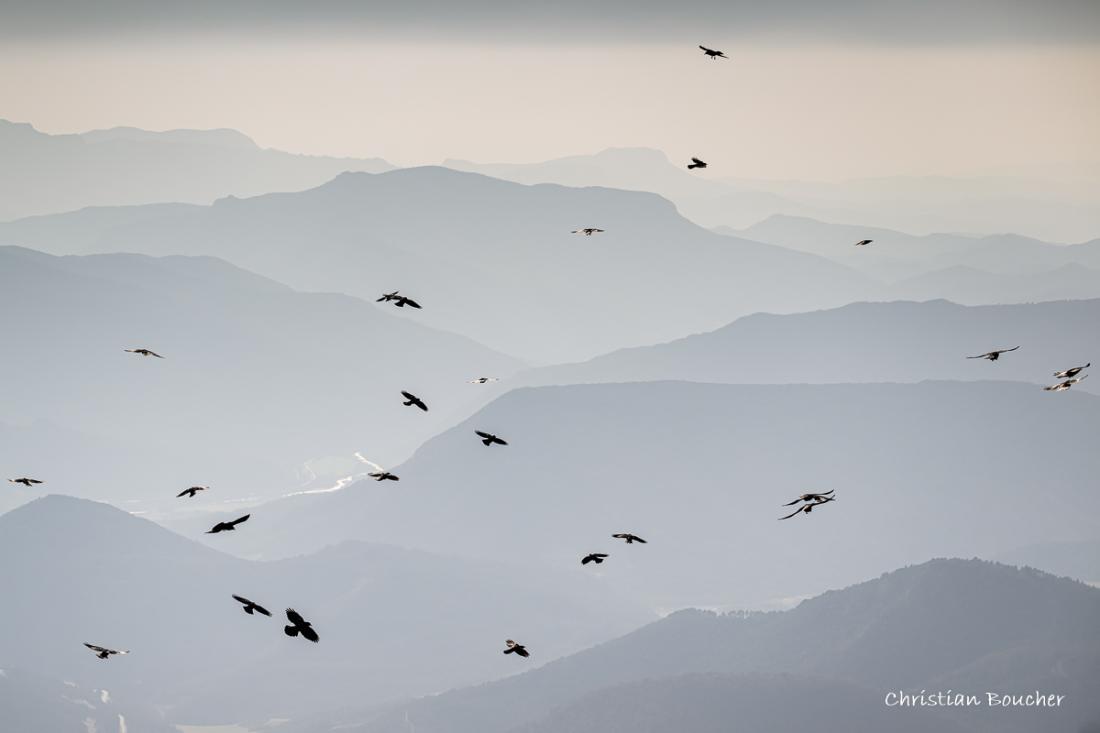 1383 - Vol des chocards 1383 - Vol des chocards