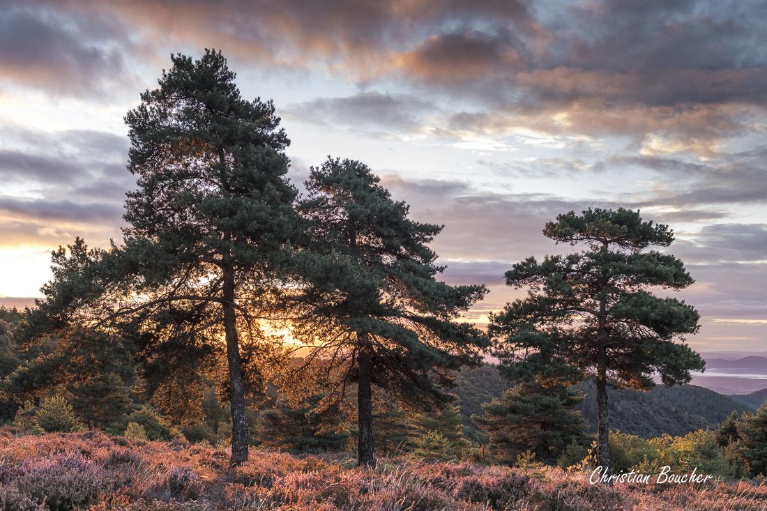 4444 - Les 3 pins martimes 4444 - Les 3 pins martimes