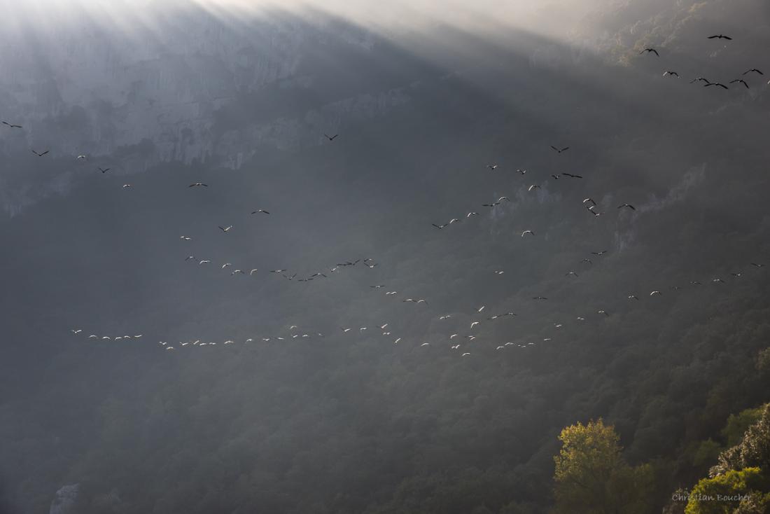 4368 - Grands cormorans 4368 - Grands cormorans
