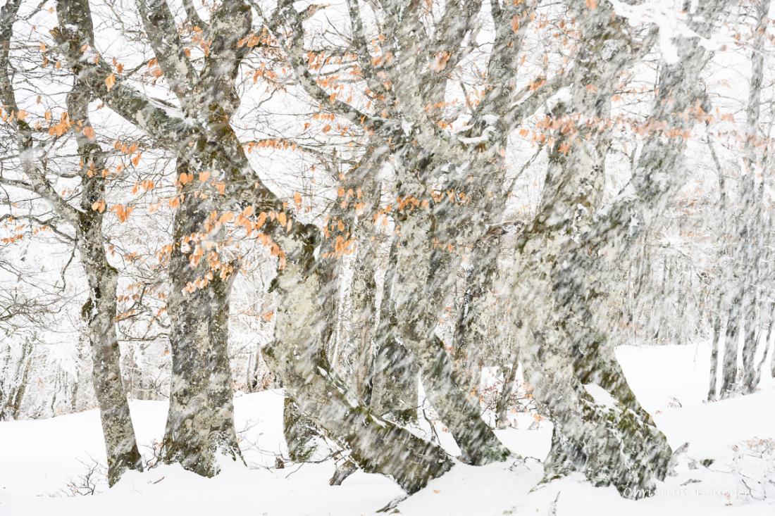 1949 - Fayard sous la neige 1949 - Fayard sous la neige