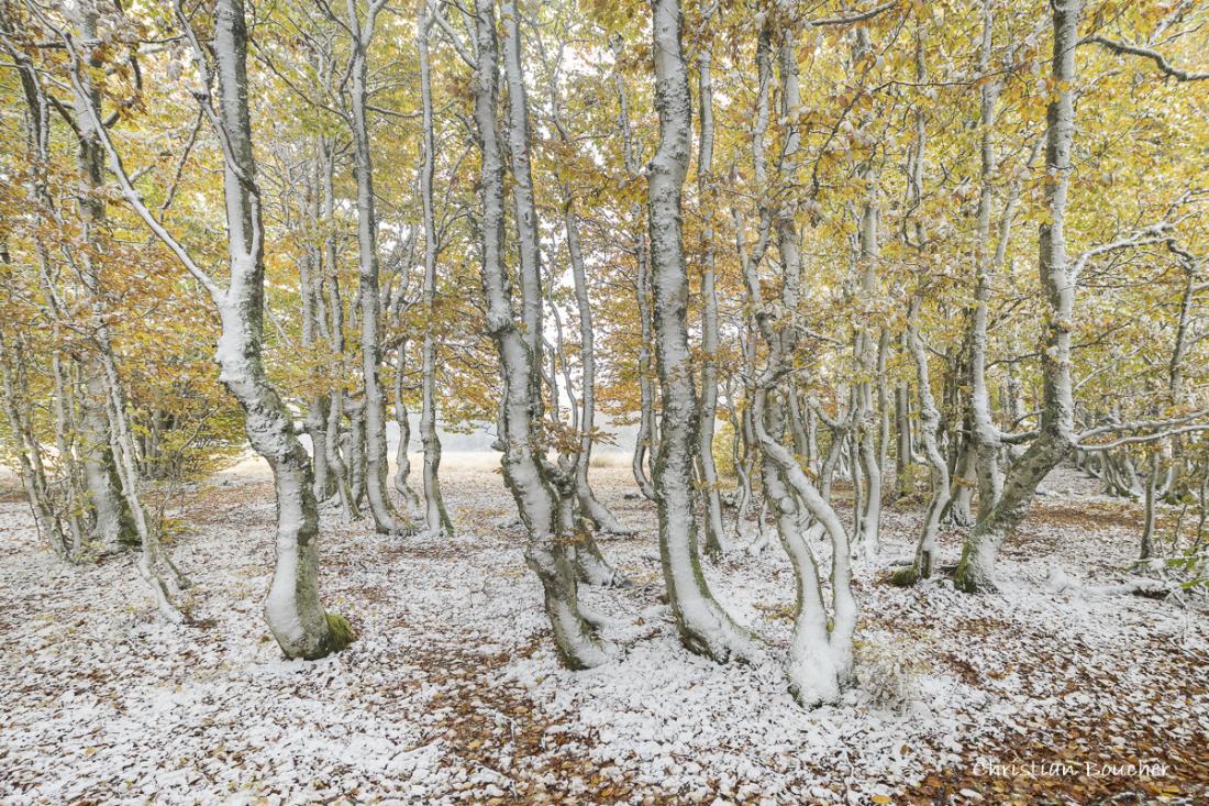 4315 - Fayards entre automne et neige 4315 - Fayards entre automne et neige