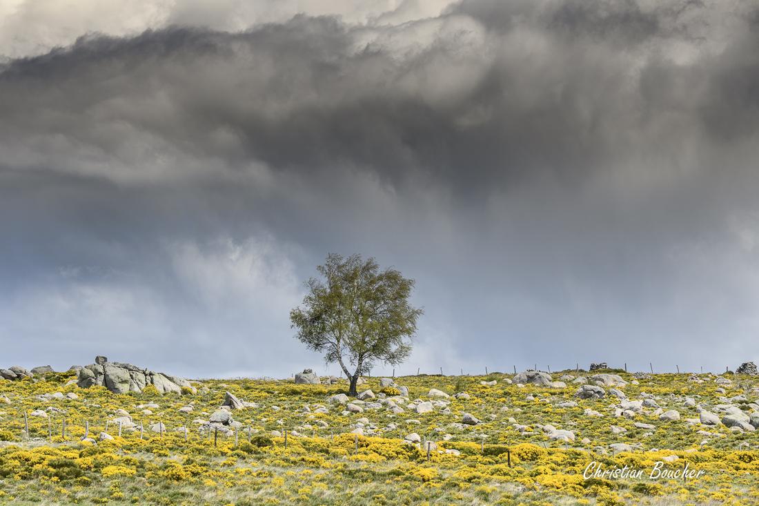 7638 - L'arbre et les genêts 7638 - L'arbre et les genêts