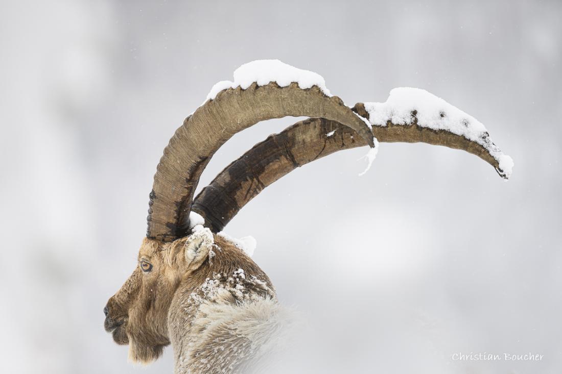 2355 - Bouquetin des Alpes 2355 - Bouquetin des Alpes