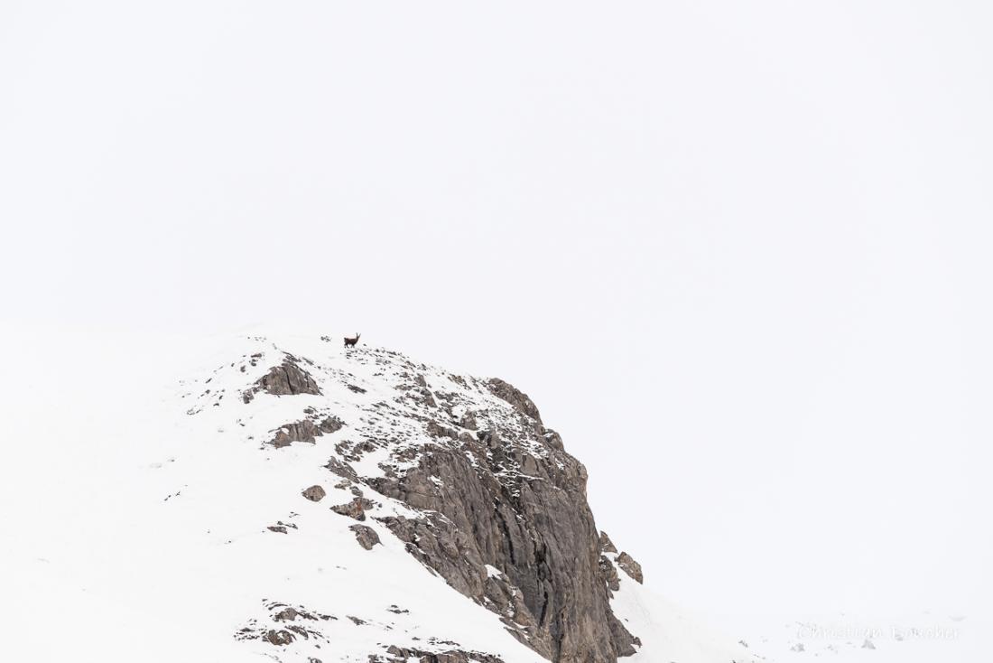 7977 - Solitude de l'hiver 7977 - Solitude de l'hiver