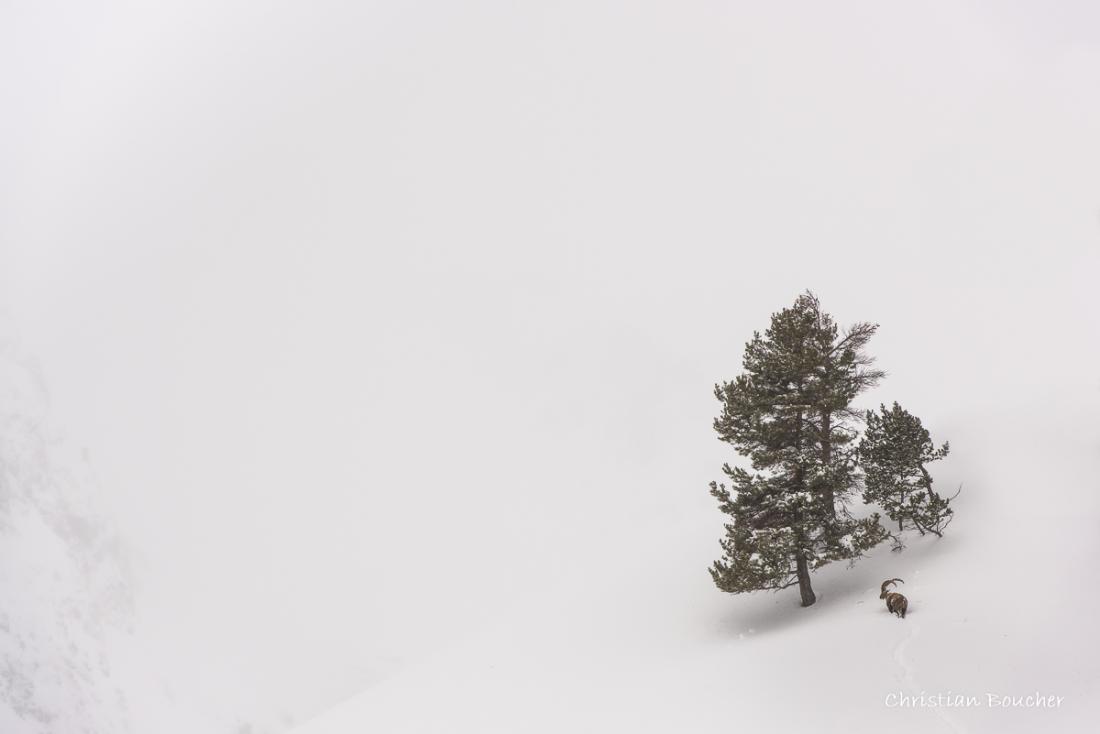 3068 - Bouquetin des Alpes 3068 - Bouquetin des Alpes