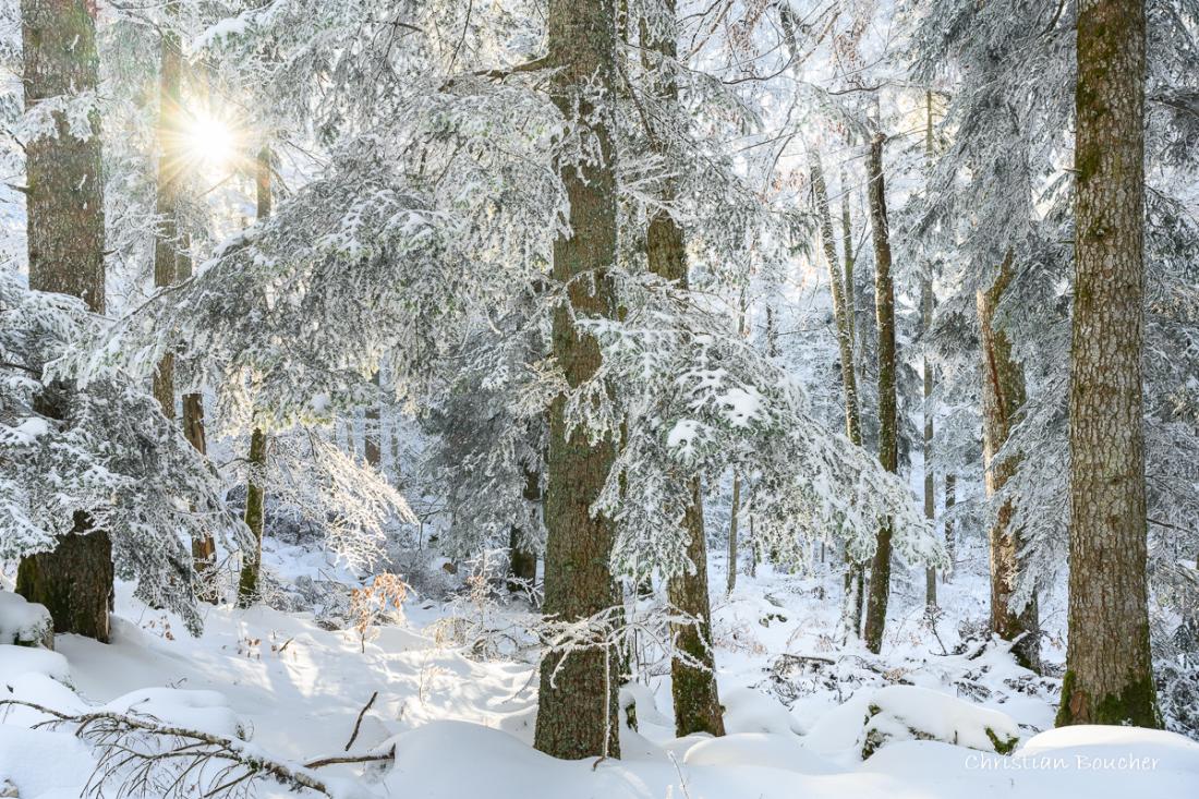 2796 - La forêt de Lente et le soleil 2796 - La forêt de Lente et le soleil