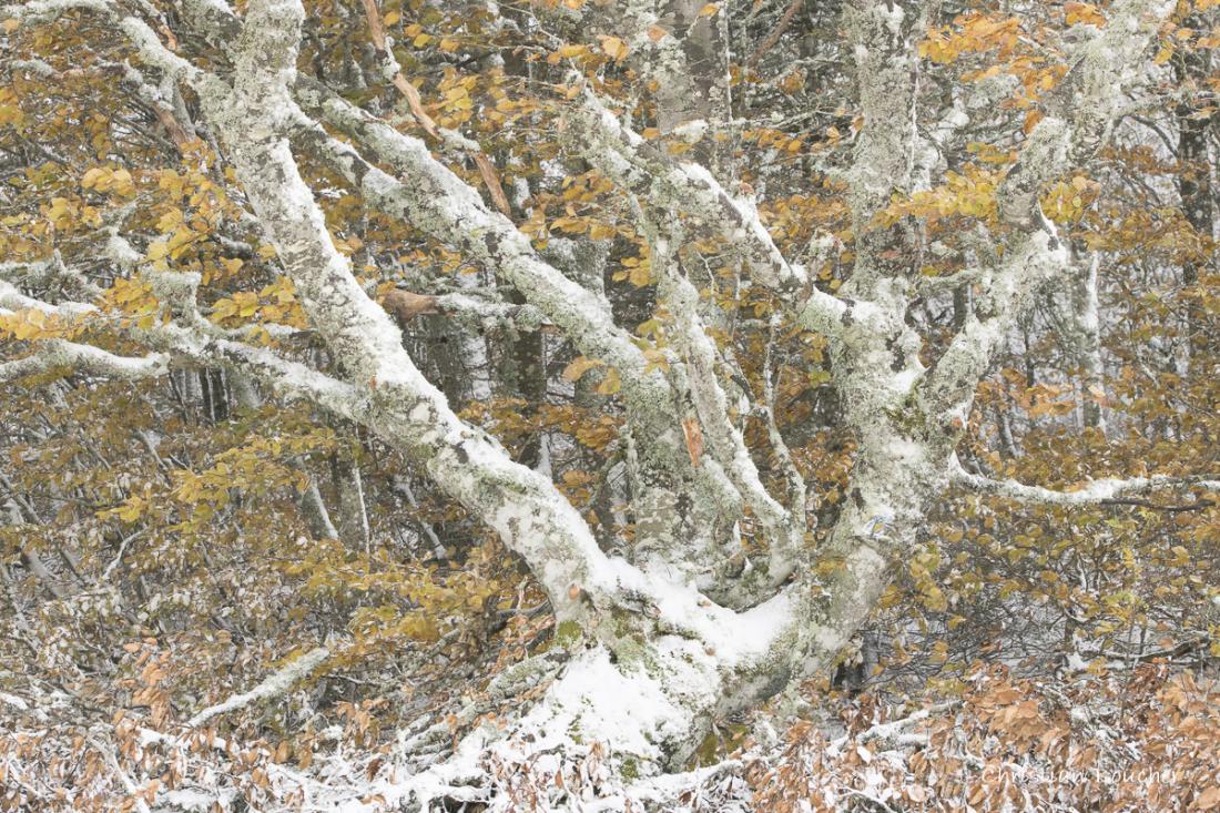 4224 - Le gros fayard enneigé ... 4224 - Le gros fayard enneigé ...