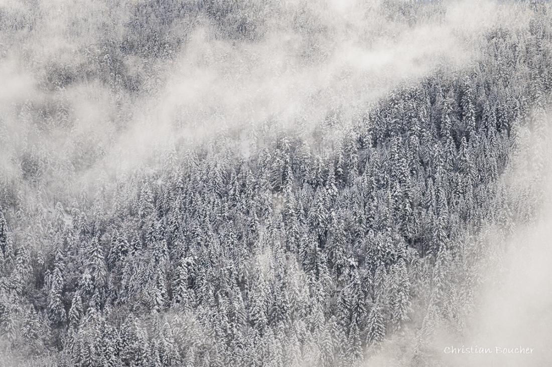 0351 - La forêt enneigée 0351 - La forêt enneigée