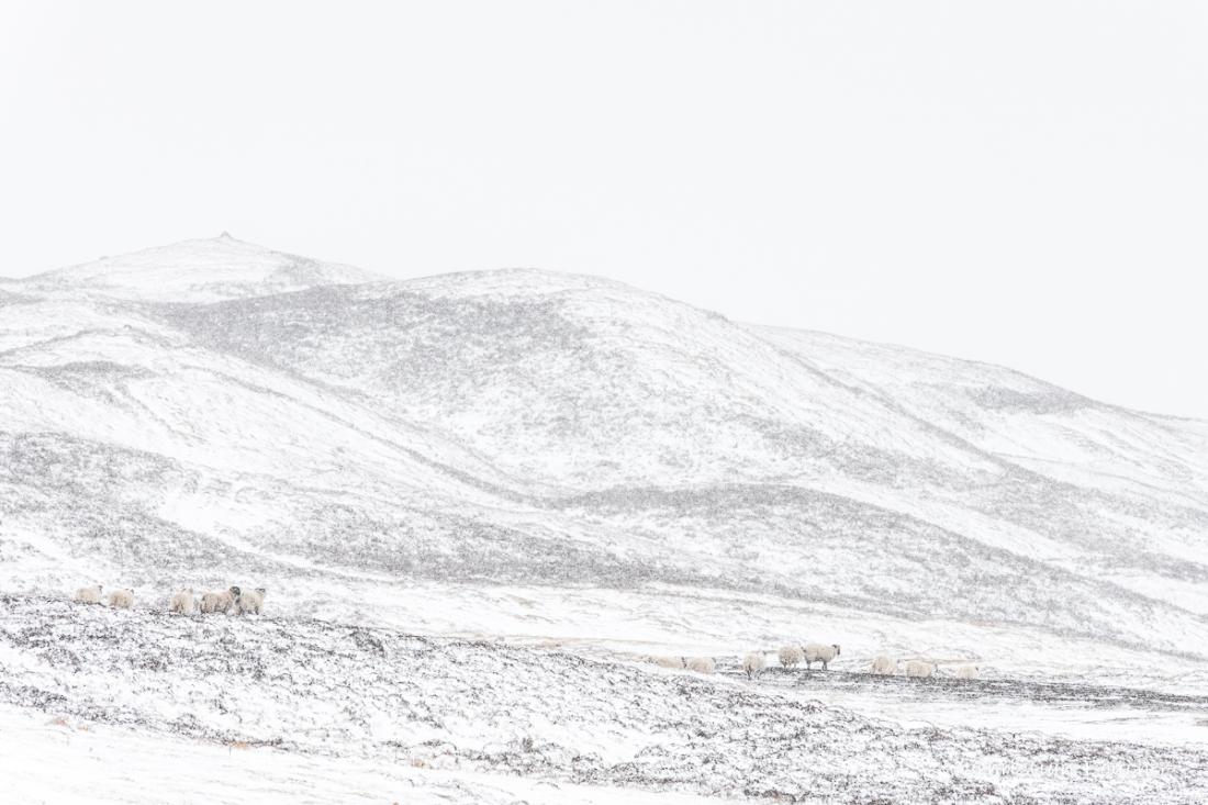 1367 - Blackface 1367 - Blackface