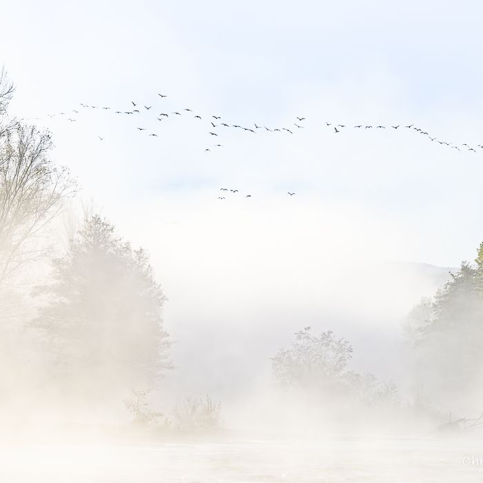 0488 Les Grands Cormorans