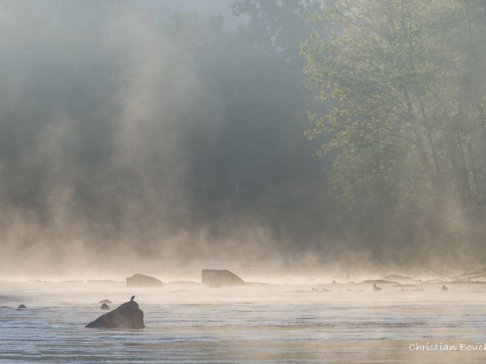 5574 Le martin pêcheur et les canards