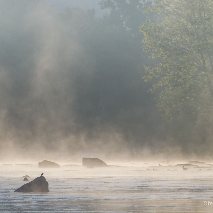 5574 Le martin pêcheur et les canards