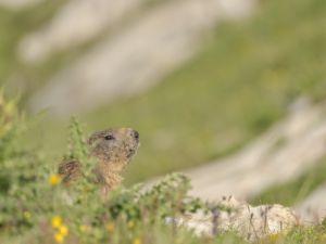 3722 marmotte