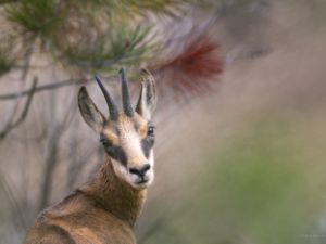 1763 chamois