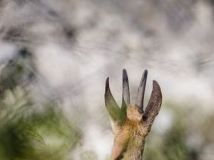 6324 chamois