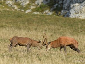 9416 cerfs