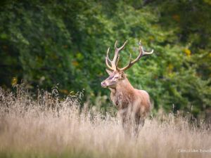 0552 cerf