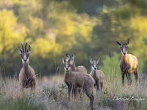 0344 chamois
