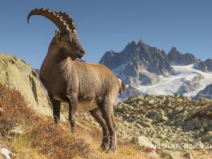 3358 Aiguilles Rouges