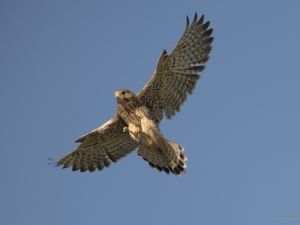 2769 Faucon crècerelle