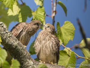 2809 Faucon crècerelle