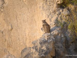 20131 Grand Duc