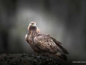 2009 Aigle royal