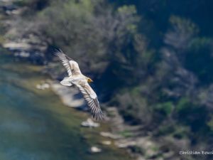 2170 vautour percnoptère