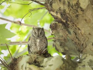 3763 Hiboux Petit Duc