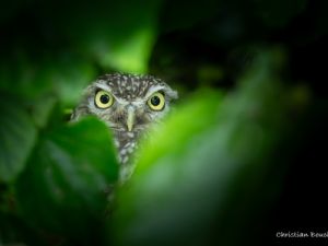 5110 chevechette d'Athéna