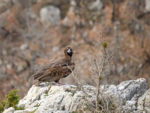 6076 vautour moine