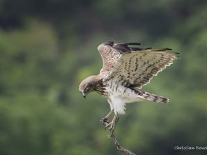 9388 Circaete Jean Leblanc