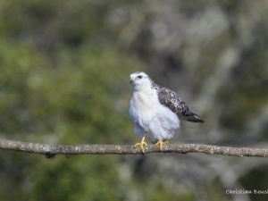 9579 Buse variable