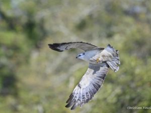 9582 Buse variable