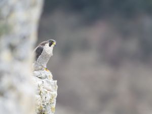 7435 Faucon pèlerin