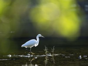 3648 Aigrette