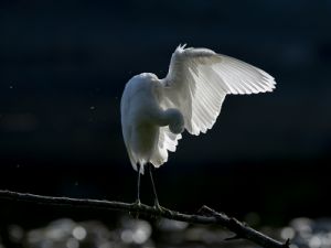 3761 Grande Aigrette