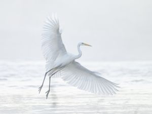 0365 Grande Aigrette