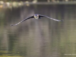 0780 Grand Cormoran