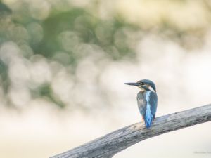 4948 Martin pêcheur