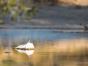 5078 Martin Pêcheur