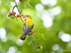 7124 Loriot d'Europe